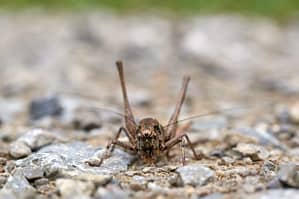 Read more about the article Nevada Town is Being Overrun by Crickets